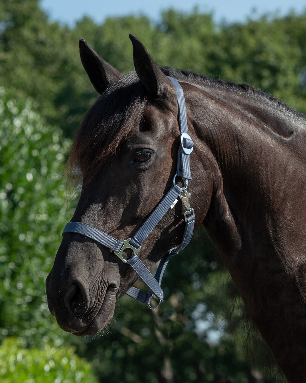 QHP GRIME SLIDE - Image 17