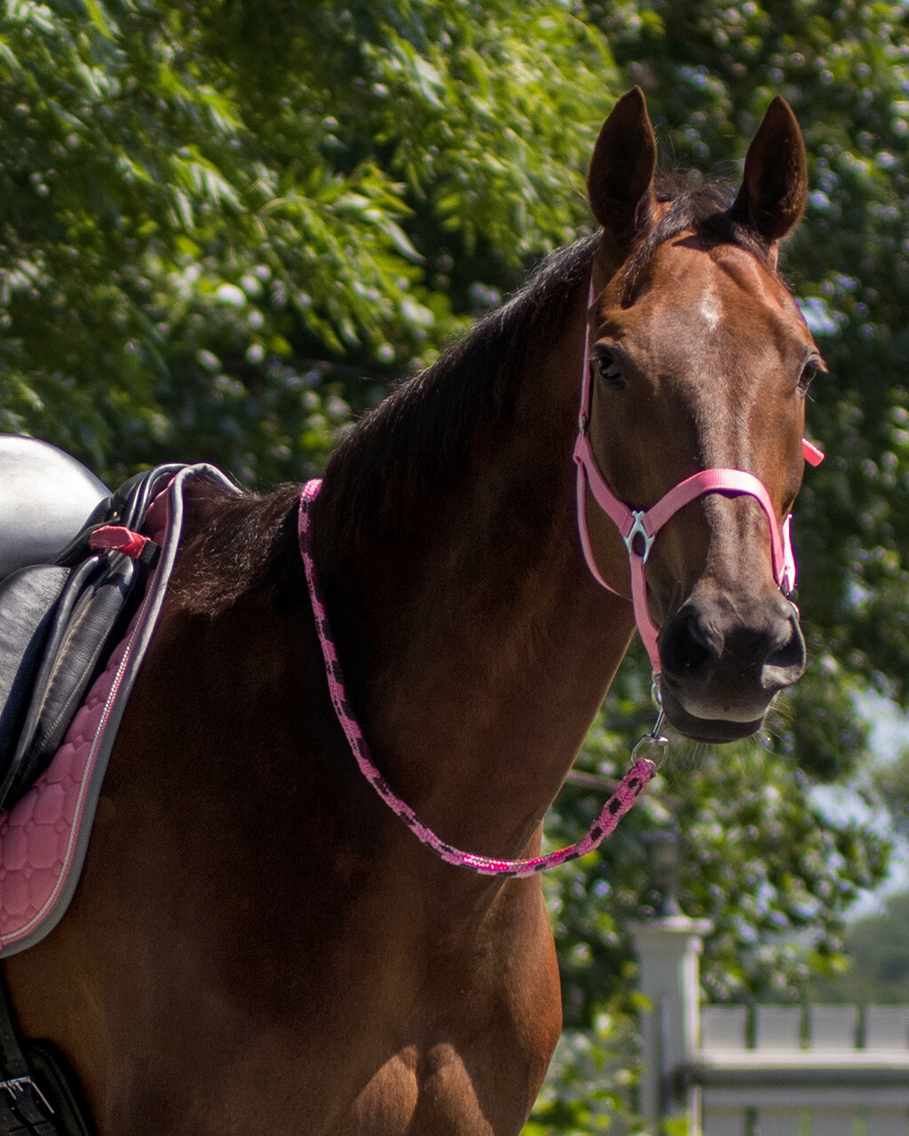 QHP GRIME SLIDE - Image 14