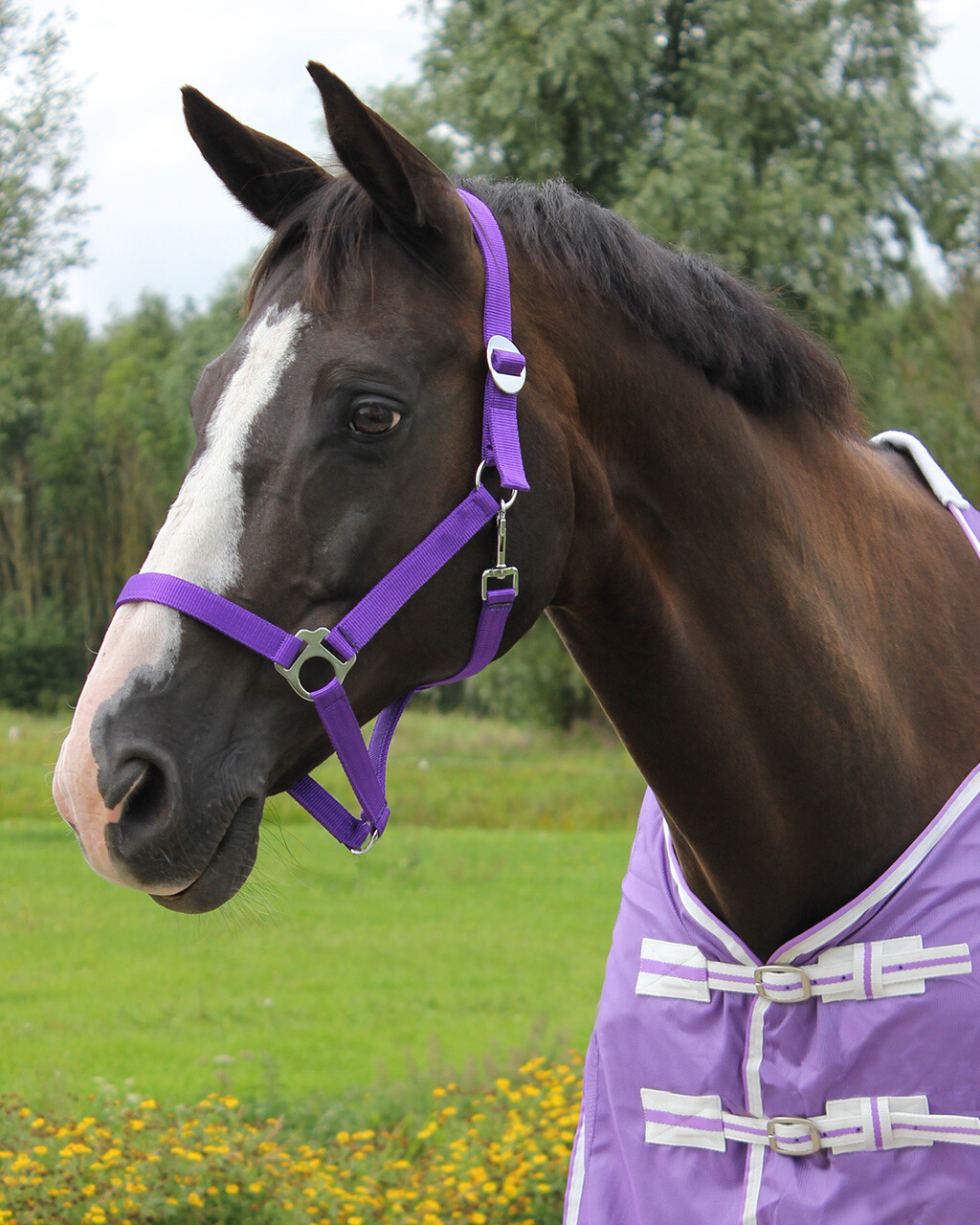 QHP GRIME SLIDE - Image 5