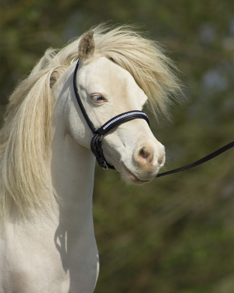 QHP FALABELLA SHOWGRIME - SORT - Image 4