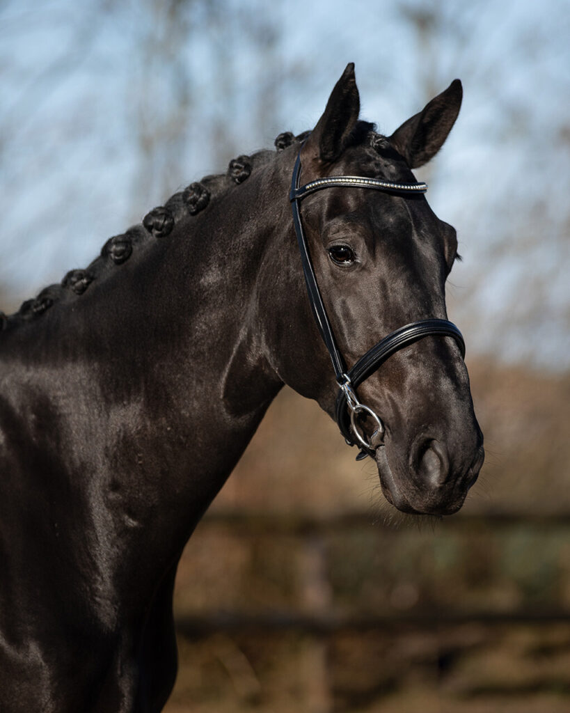QHP SHOWTRENSE VESTA - Image 4