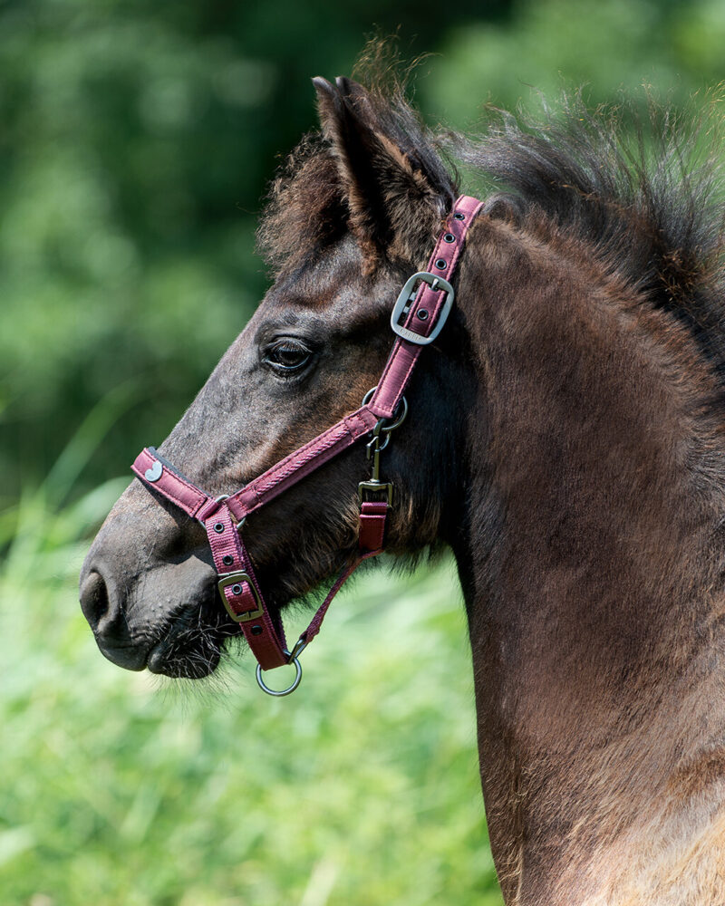 QHP FØLGRIME LILLY - Image 4