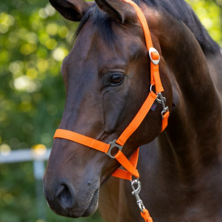 GRIME HIPPO - ORANGE - Image 3