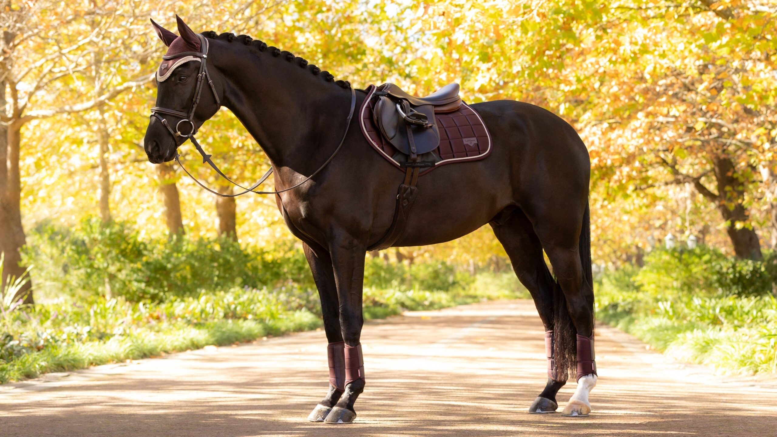 LEMIEUX SPRINGUNDERLAG CLASSIC LOIRE - DAMSON - Image 3