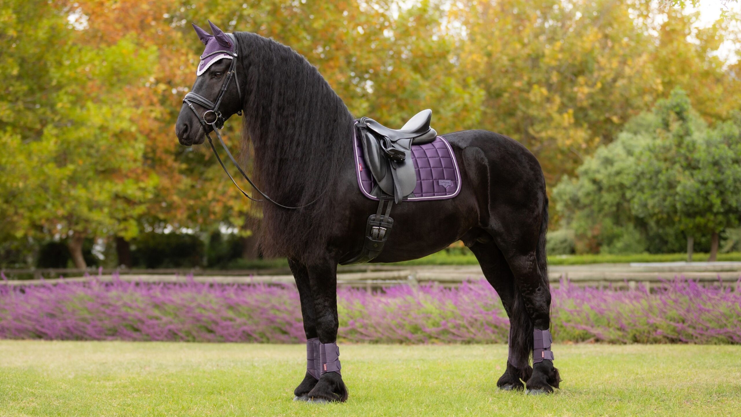 LEMIEUX DRESSURUNDERLAG CLASSIC LOIRE - JUNIPER - Image 3