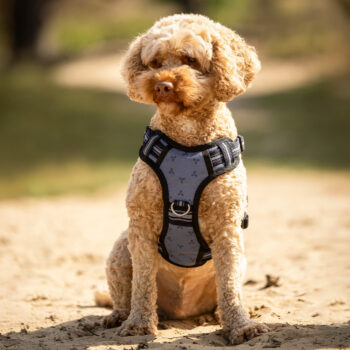 QHP HUNDESELE - MISTY BLUE