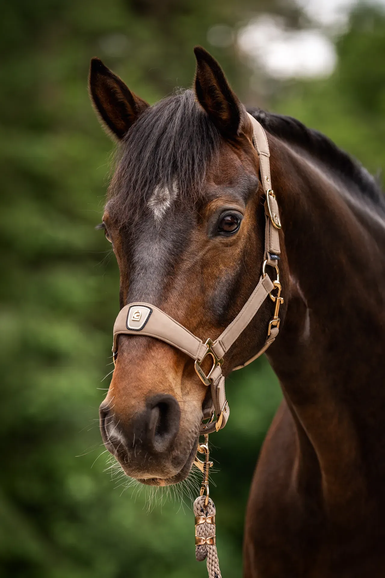 CAVALLO GRIME CAVALPOWEL - MOCHA LATTE
